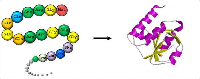 단백질접힘 (Protein Folding) - Inter or