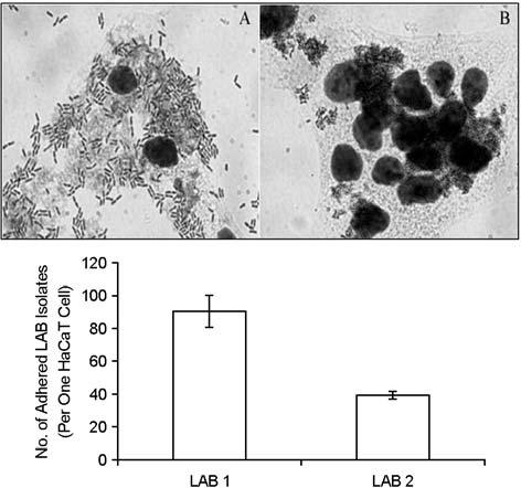 Lactic Acid Bacteria Inhibiting Propionibacterium acnes and Staphylococcus epidermidis 15 Table 2.