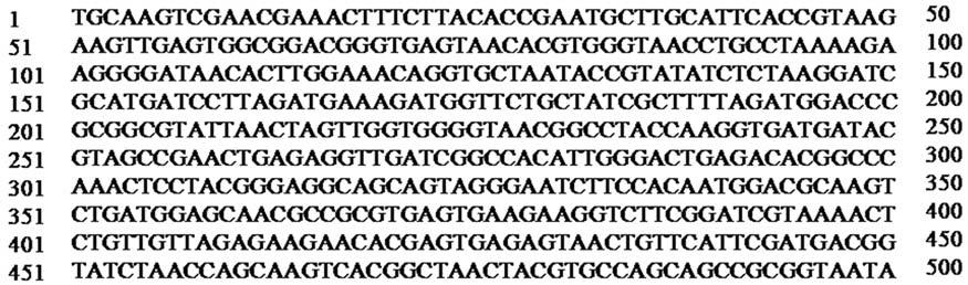 16 M-S Kang, et al. Figure 4. Nucleotide sequence of the partially amplified 16S rdna gene from LAB 1 by PCR. Table 3. 16S rdna similarity of LAB 1 to other bacteria Strains L. salivarius subsp.