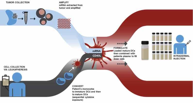 4 KHIDI 전문가리포트 2017-8 그림 3. Arcelis 기술설명 ( 출처 : Argos Therapeutics, http://www.argostherapeutics.