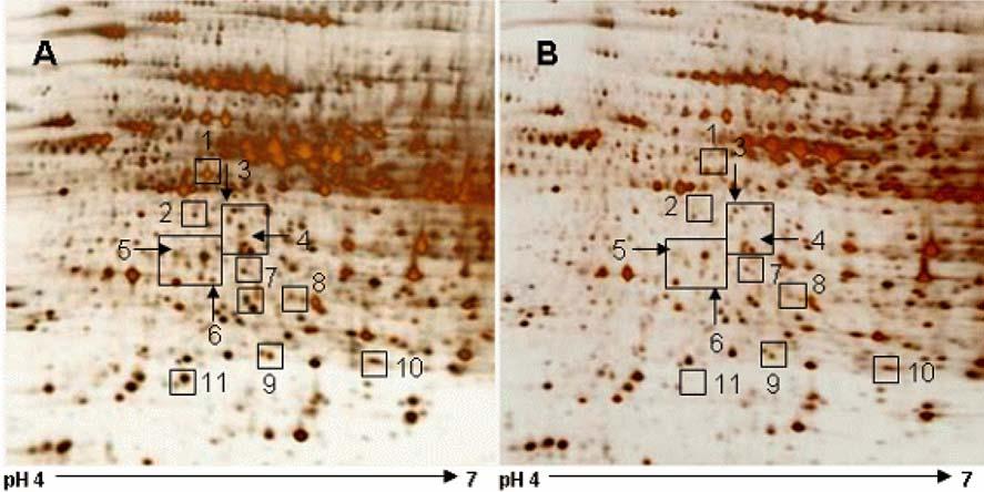 72 Eun-Hae Cho et al. Figure 3. Two-dimensional SDS-PAGE analysis of proteins in liver tissue of sham-operated (A) and ischemia/reperfusion-operated (B) animals.