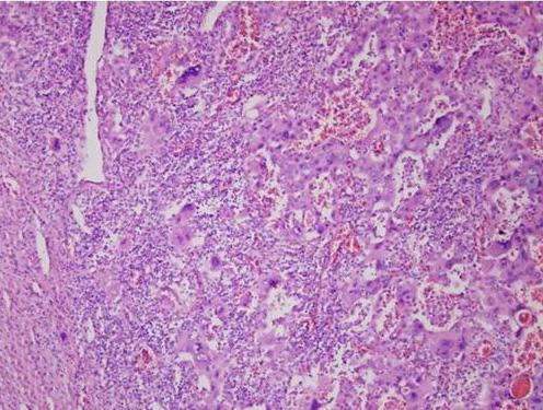 found in the subepitheial area (hematoxylin and eosin [H&E] staining, 40).