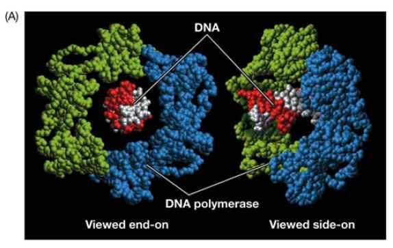DNA poymerase ü 거대분자 ü