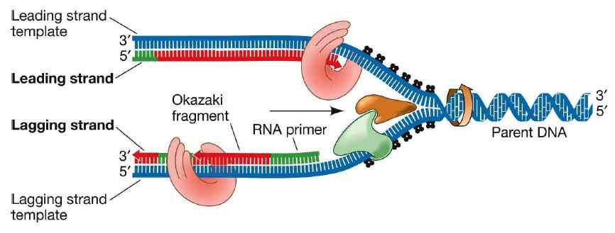 여러가지 DNA poymerase 가관여 ü DNA 복제 ü Primer 제거 ü DNA