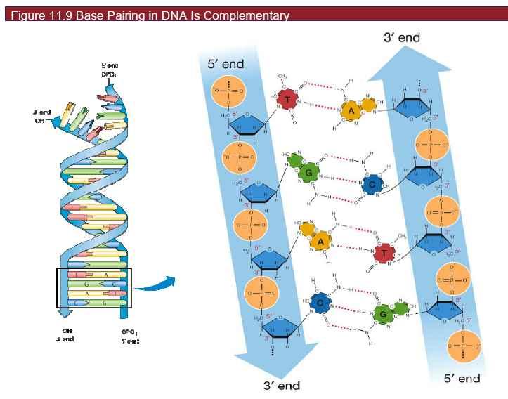 DNA 의특성 ü doube-stranded heix, uniform diameter ü right-handed ü Antiparae(5 à3