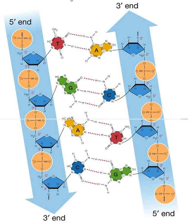 Compementary base pairing: A-T(U) interaction : 2 hydrogen bonds.