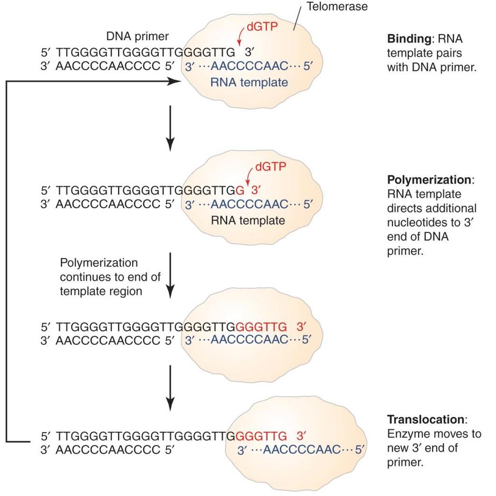 Telomerase 의역할 Figure 9.48 Tetrahymena의 telomerase에서 159개의 nucleotide RNA subunit를분리하고내부에 5 -CAACCCAA-3 서열이있음을밝힘. 이서열은 telomeric repeat인 d(ttgggg) n 과상보적임.