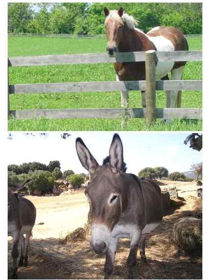 Look at the picture. Where is this place? It's a farm. Do you know what a farm is?