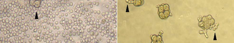 These embryos were moved to M16 droplets for overnight culture to the blastocyst stage. bator에서배양하였다.