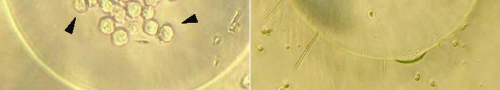 The chimeric mice were mated with CD1 mice at 8 weeks old, finding for the germline transmission. 은비용을요하기때문에방법적인개선을위한다양한연구가있어왔다.