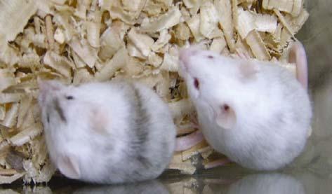 카이미라생쥐의생산효율은생쥐의과 배란유도시의반응이나회수한수정란의상태그리고이식되었을때배아줄기세포와수정란의계통적조화 (strain compatibility) 등여러가지요인들에의해결정되며 (Schuster- Gossler et al.