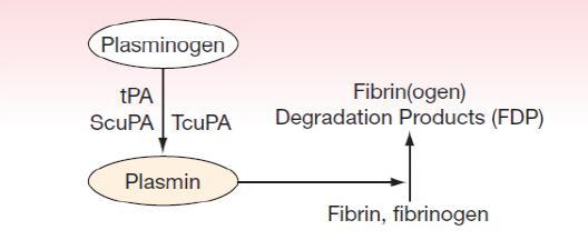 Ⅱ-2. 섬유소용해약 Fibrinolytic drugs