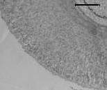 CA3 Dentate gyrus +Stress Figure 2. Quantitative analysis of BDNF mrna in rat hippocampus.