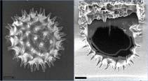 The TEM sample attached at Cu grid is ion-milled at the low voltage of 2 kv for reducing the surface damage by Ga ion. 그림 39.