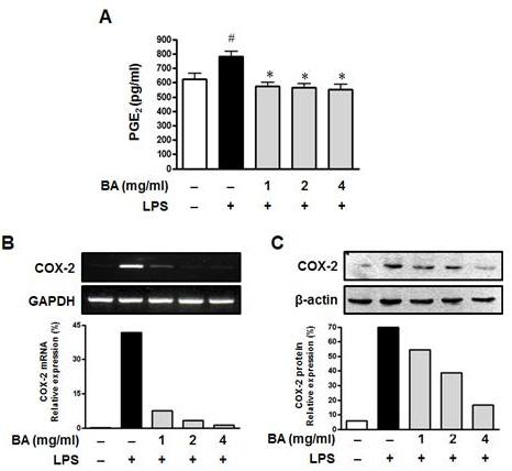 전구염증매개 cytokine 유전자발현에미치는영향 RAW264.7 세포에서염증매개 cytokine 의생산과그유전자의발현에대해조사한결과, IL-1β의생산량은대조군에서 8.25± 0.55 pg/ml 이었으나, LPS 자극군에서 31.42±1.95 pg/ml로유의한상승을보였으며, BA(1, 2 및 4 mg/ml) 전처리후 LPS 자극군에서각각 16.44±0.
