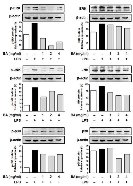 LPS 자극군에서 5.35±0.32 ng/ml 로유의한상승을보였으며, BA(1, 2 및 4 mg/ml) 전처리후 LPS 자극군에서각각 5.10±0.54, 3.25±0.87 및 0.75±0.03 ng/ml 로 BA 2, 4 mg/ml 농도에서 LPS 자극군에비해유의한감소를나타내었다.