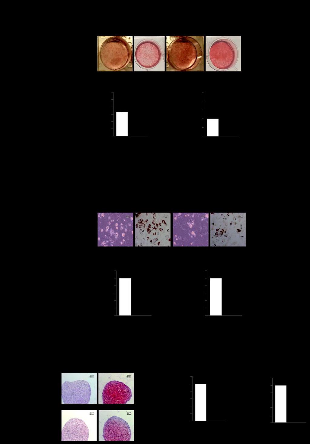 Figure 19. Effects of IL-6 on multi-potency of the SCP.