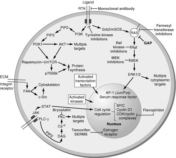 제 8 회분당서울대학교병원내과연수강좌 2012 Molecularly Targeted Therapy I. Targeting signal transduction pathway 1. Extracellular targeting: Monoclonal antibodies 2.