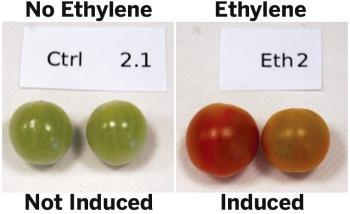 대장균 (Pseudomonas syringae) 을이용해과일을숙성시키는에틸렌생산 식품생산업자들이사용하는에틸렌은화석연료를크랙킹 (Cracking)* 해서만들어진다.