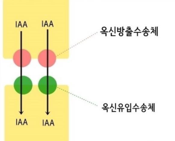 옥신 1. 줄기의신장을촉진 2. 곁뿌리와부정근의형성을촉진 3. 굴광성 / 줄중성에관여 4.