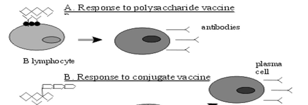 폐렴사슬알균 다당류백신 (Polysaccharide vaccine) vs.