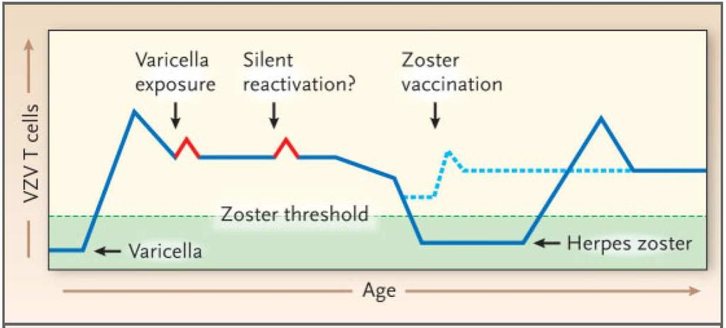 Herpes Zoster Vaccine 감소한 VZV 특이세포매개면역을 boosting
