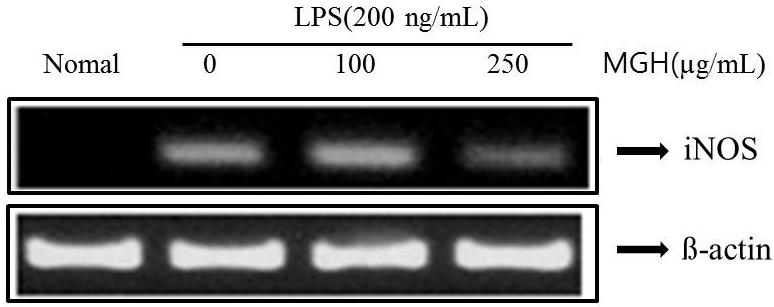 3. inos mrna 발현에대한 MGH 의억제효과 5. COX-2 mrna 발현에대한 MGH 의억제효과 NO는 inos에의해생성되어염증상태에서혈관투과성, 부종등의염증반응을촉진시킬뿐만아니라염증매개체의생합성을촉진하여염증을심화시키는것으로알려져있다. 따라서 NO를생성하게하는 inos의 mrna 발현을알아보기위해 RT-PCR 을수행하였다.