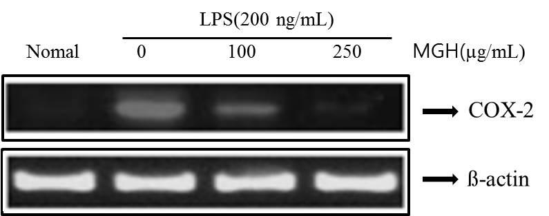 그결과, LPS 처리에의해증가된 COX-2 mrna 발현은 100μg/ml, 250μg/ml 농도에서현저하게억제되는것을확인하였다 (Fig. 5). 6. IL-6 생성에대한 MGH의억제효과 4.