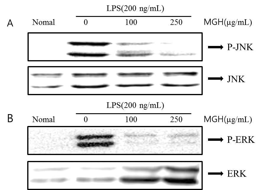 김일현 최종환 이세원 송용선 Fig. 6. Effect of MGH on LPS-induced IL-6 production in RAW 264.