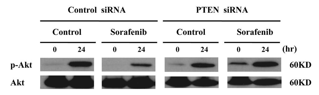 간세포암에서 sorafenib 과 pioglitazone 병합요법의상승적항암효과 9 Figure 2. Sorafenib inhibits Akt signaling pathway via PTEN activation.
