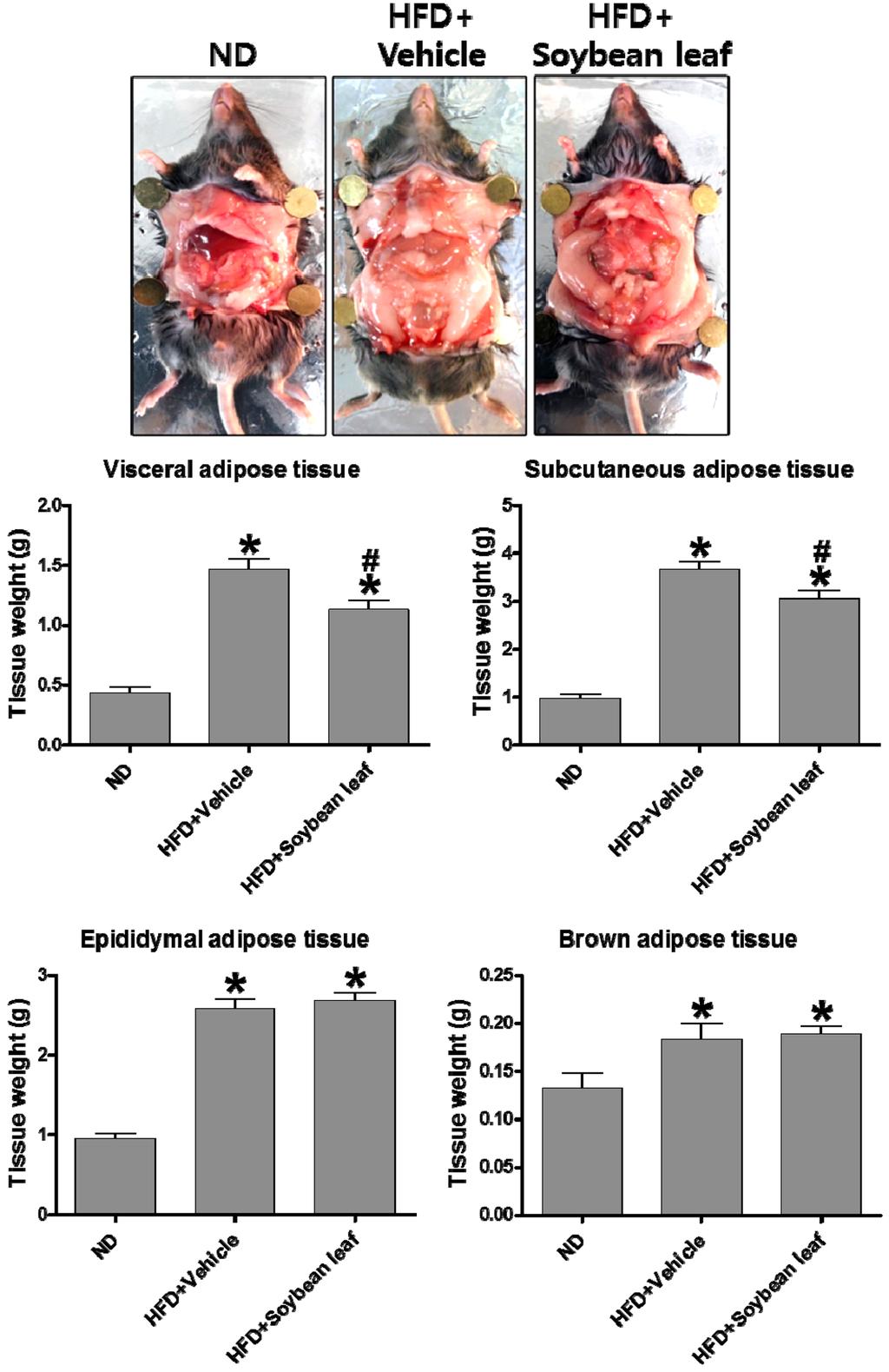 198 김소라 제지현 정준연 김현정 송영훈 박기훈 강상수 박상원 Fig. 2 Effect of soybean leaf extract on fat accumulation in high-fat diet-fed mice.