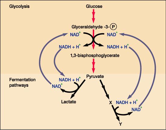 2-3 발효 - 유기, 무기호흡이없는경우 -> 해당과정중생성된 NADH 축적 -> 반응중단 ->