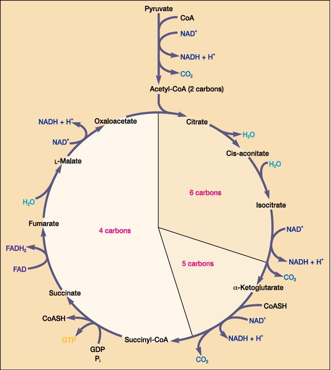 2-4 TCA 회로 (Krebs cycle, citric acid cycle) - pyruvate -> acetyl CoA 분해후 TCA cycle