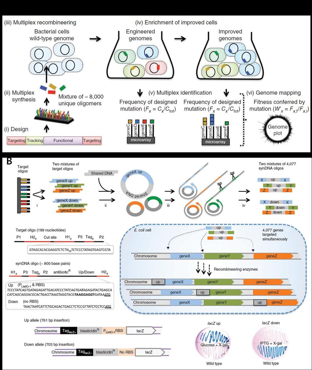 이러한 CRISPR 시스템은낮게는 2% 에서높게는 25% 까지유전자변형효율을보였다. 이결과는 RNA-guided editing 은빠르고 multiplexible 한지놈엔지니어링도구로써가능 성을보여줬고이에따라추가적인연구들이진행되고있는추세이다. 10 3. Trackable multiplex recombineering(trmr) method 그림 3.