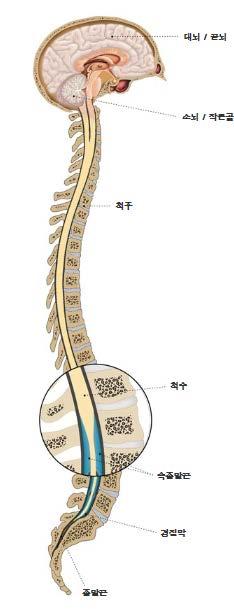 이다 중추신경계