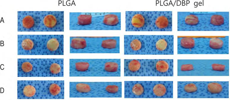 이를바탕으로 PLGA 지지체에 DBP 젤을함침시킨지지체를제조하여 in vivo 상에서의세포외기질의함량을확인하기위해실험을진행하였다. 지지체적출. 연골세포를 PLGA 지지체와 PLGA/DBP 젤지지체에파종한지지체를일주일동안배양하였다. 배양한지지체를누드마우스피하에이식한후 1, 2, 4 및 6 주후에적출한사진을 Figure 3 에나타내었다.