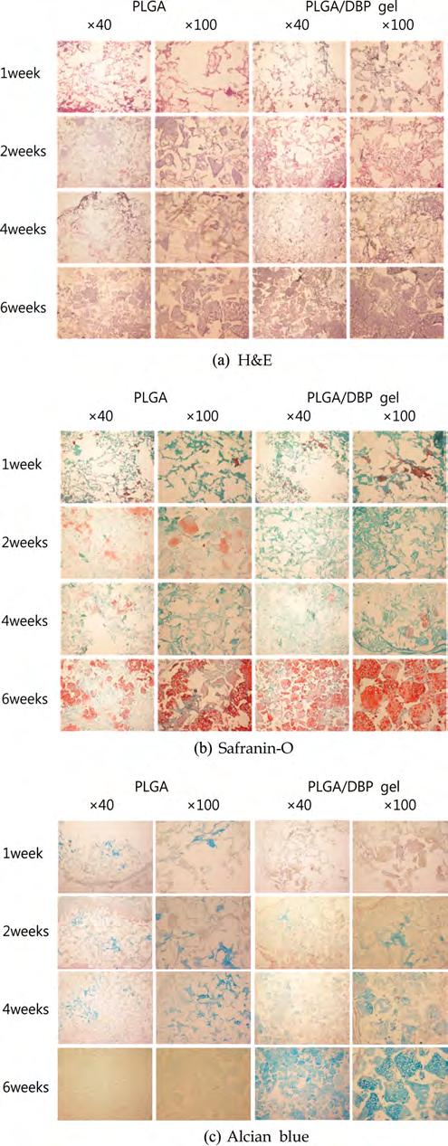 PLGA 다공성지지체에함침시킨 DBP 젤의연골재생효과 ; In Vivo 실험 793 Figure 5. Photomicrographs from immunohistochemistry for Type I/II collagen sectioning of nude mice subskin harvest site. Figure 4.