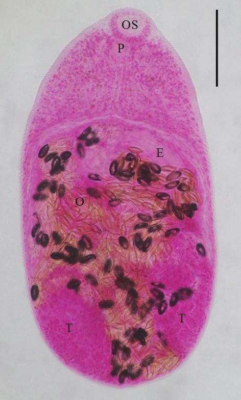 expulsor (E), a spherical ovary (O), 2 globular testes (T), and follicular vitellaria. (H) P.