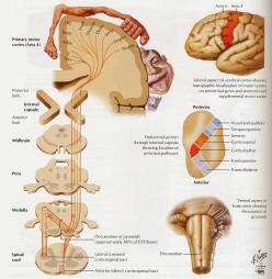 운동조절에대한분절과상분절요소 분절 (segmental) - 척수의특정한신경분절에형성되어있는회로내의신경활동 상분절 (suprasegmental) - 척수내뉴론의흥분이뇌와뇌간으로부터의임펄스에영향 Nuclei or