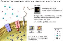 특정분자만선택적으로투과 Voltage-gated channels - 전위변화에반응하여개폐, 말초신경