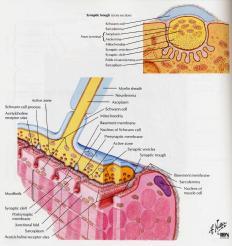 신경근육접합부의생리 신경종말 (nerve