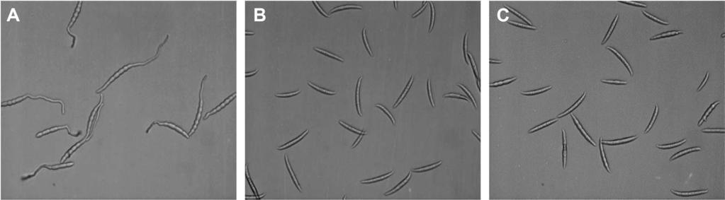 274 Research in Plant Disease Vol. 23 No. 3 diyne -8,9,10 -triol. F. graminearum MIC 125 62.5 mg/l. (acedrol MIC, 31.25 mg/l; widdrol MIC, 62.5 mg/l) polyacetylene. Fig. 4.