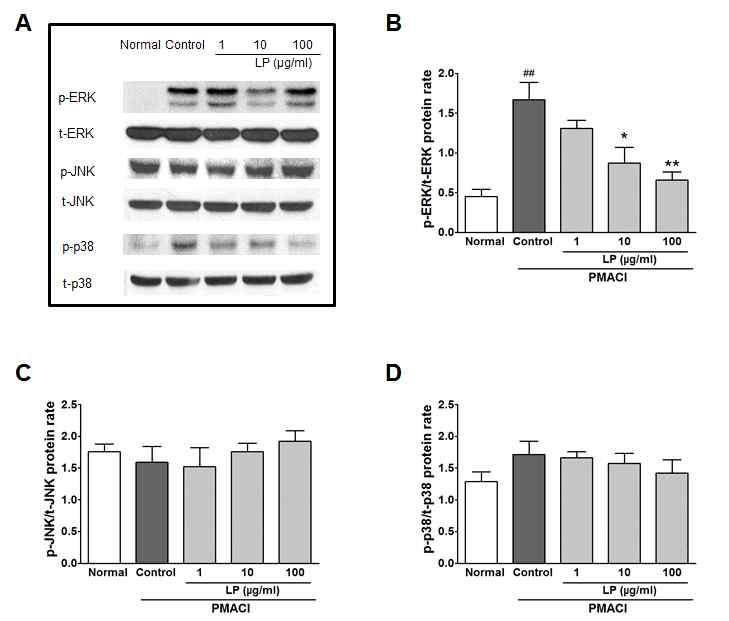 MAPKs의활성화에대한 LP의효과 ERK는 PMACI로처리된대조군에서는현저하게발현이증가하였고 LP군은 10, 100 μg/ml에서발현을유의하게 ( 각각 P < 0.05, P < 0.01) 억제하여약 47, 60% 의감소를나타내었다 (Fig. 5A, B).