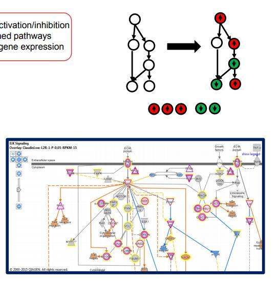 Core Analysis Pathway Analysis 유전자발현에기반하여이미밝혀져있는 pathway 를보고 activation 이나 inhibition 을예측 MAP overlay 툴을이용하여데이터셋의값을이용하여