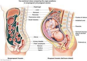 Pregnancy body change 임산부몸에는어떤변화가있을까요?