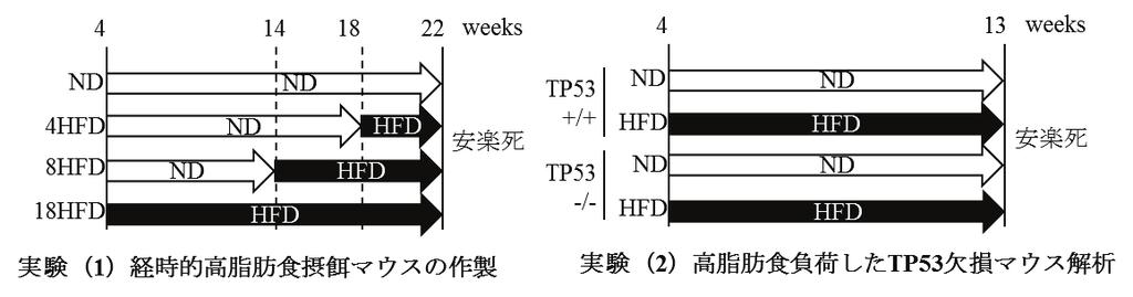 12 (8:00~20:00) 23 SPF ( ) 4 C57BL/6JJcl ND HFD HFD 4 8 18 3 22 ( ) TP53 C57BL/6 TP53 C57BL/6 TP (ND) (HFD) HFD 4 13 ND 18 ( MEFs; Mouse embryonic fibroblasts) TP53 13.5-15.5 PBS 0.