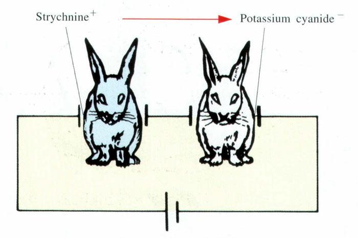 강직성경련 (tetanic convulions)