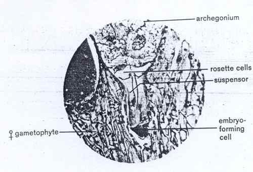 전배 (proembryo) 의가장밑의층의 4개세포들은배형성에관여하고그바로위의층의 4개세포는매우신장되어서배병 (embryonal suspensor) 으로기능을하는데, 배병은가장밑의세포 ( 배형성세포 ) 들을암배우자체의영양조직쪽으로밀어낸다 ( 그림 13-2-10). < 그림 13-2-10. 장란기의밑부분.