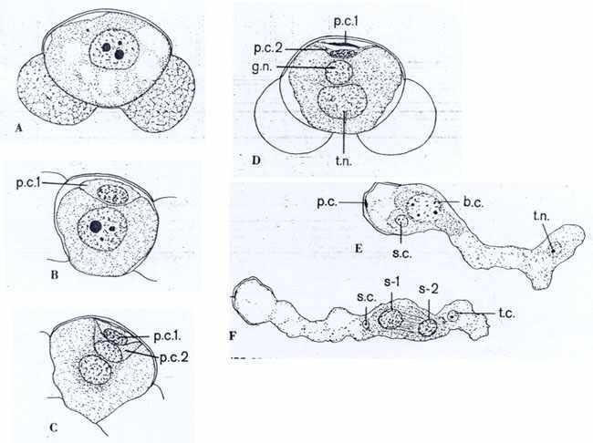 나중에 generative cell은분열하여 body cell과 stalk cell로되고, body cell은다시분열하여 2개 sperm으로된다 ( 그림 13-2-4). < 그림 13-2-4. 소나무수배우자체의발달단계. A; 소포자 ( 화분 ), B, C; First and second prothallial cell (p.c.1, p.c.2) 형성, D; 수분단계의소포자.