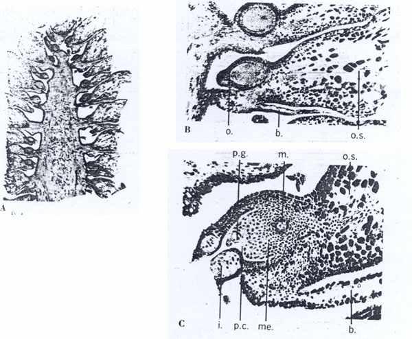 2. 암꽃 (Female flower = Megastrobili) Megastrobili(=cone) 는어린녹색가지의정단근처에있는짧은옆가지위에서만들어진다. 처음에는녹색또는약간붉은색깔이고부드럽지만수분 (pollination) 이후에는단단하게된다. 배주 (Ovule) 는포 (bract) 의주축에있는배주인엽 (ovuliferous scales) 위에서발생된다.